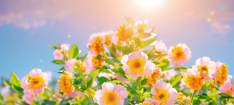 象征幸福生活短暂的花是什么？