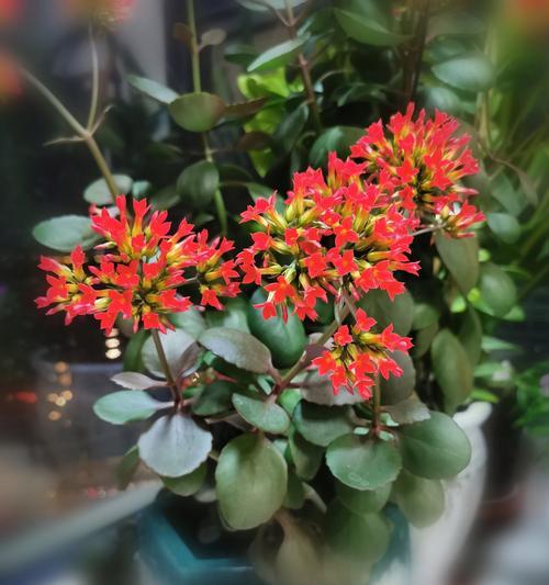 象征幸福生活短暂的花是什么？