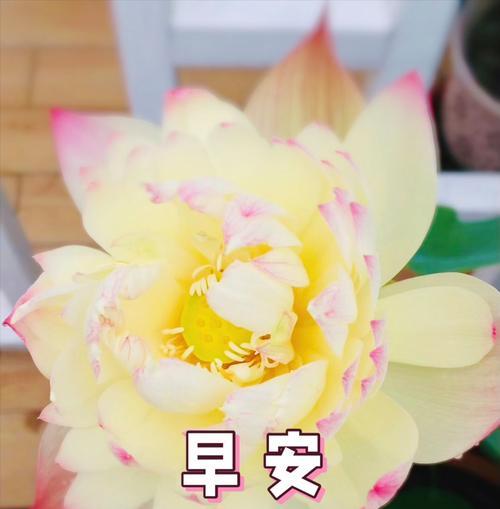 哪种花寓意圆满和幸福？幸福象征的花有哪些？