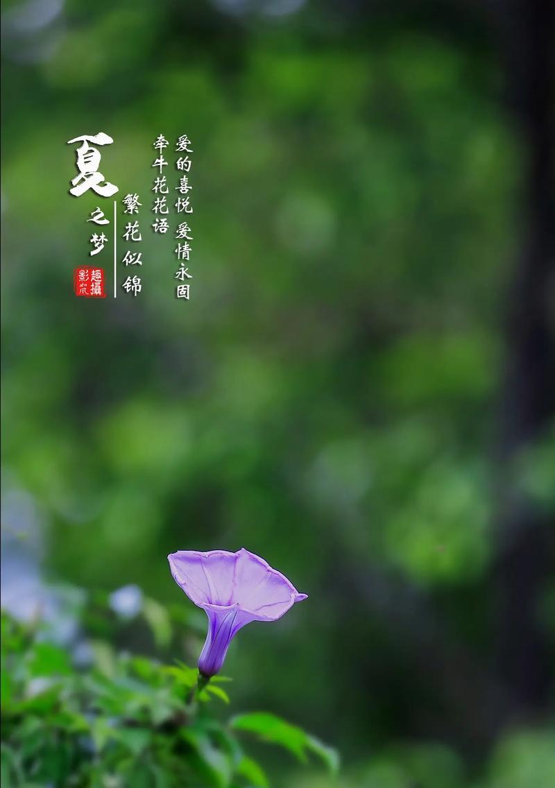 哪些花象征着霸道的爱情？霸道爱情的花语有哪些？