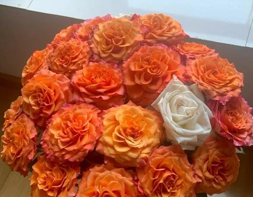 红色奥斯汀花语是什么？
