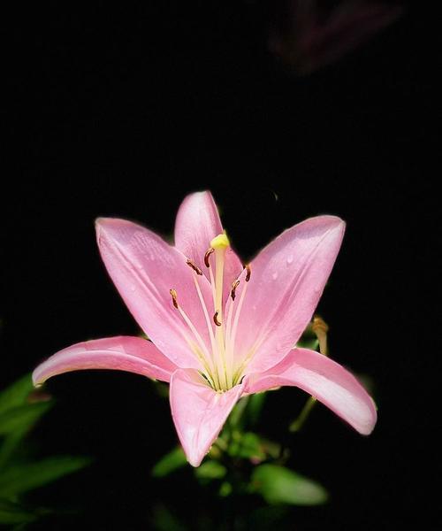 黑色百合花代表什么？送黑色百合花有何深层含义？
