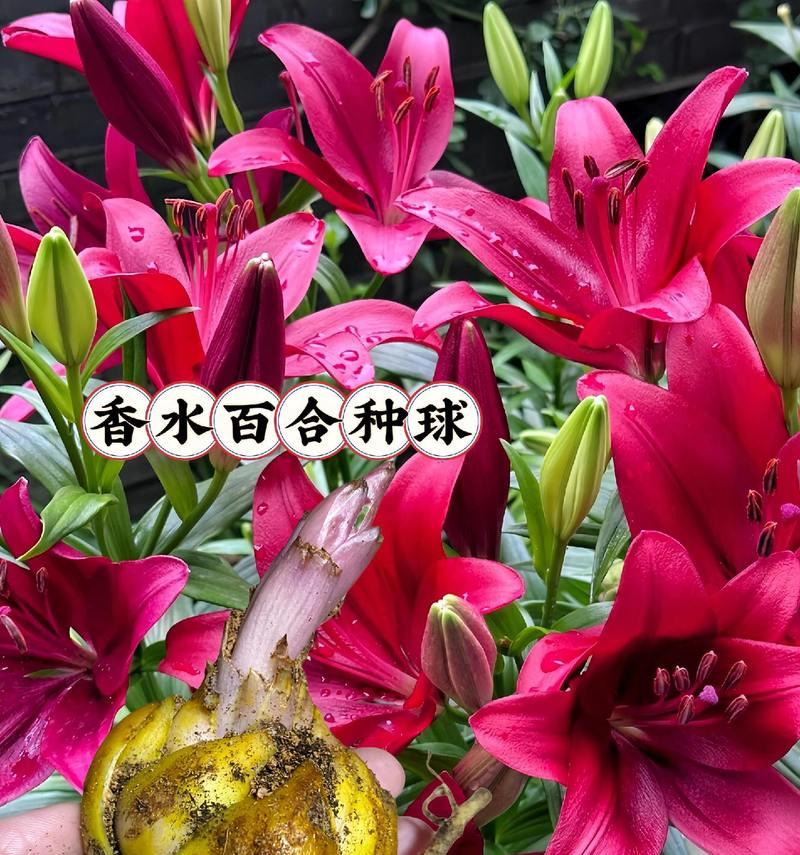 百合花不同颜色的象征意义是什么？它们各自代表什么？