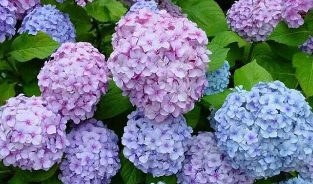 紫色绣球花的寓意是什么？紫色绣球花在文化中的象征意义？
