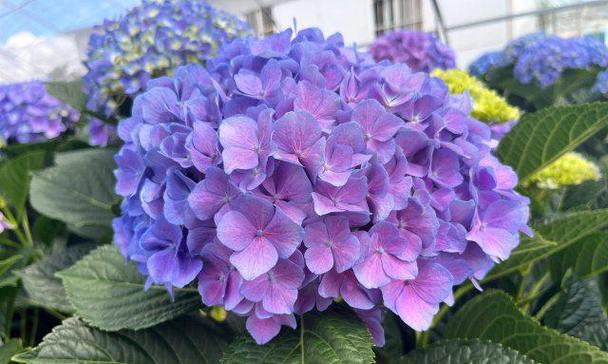 紫色绣球花的寓意是什么？紫色绣球花在文化中的象征意义？