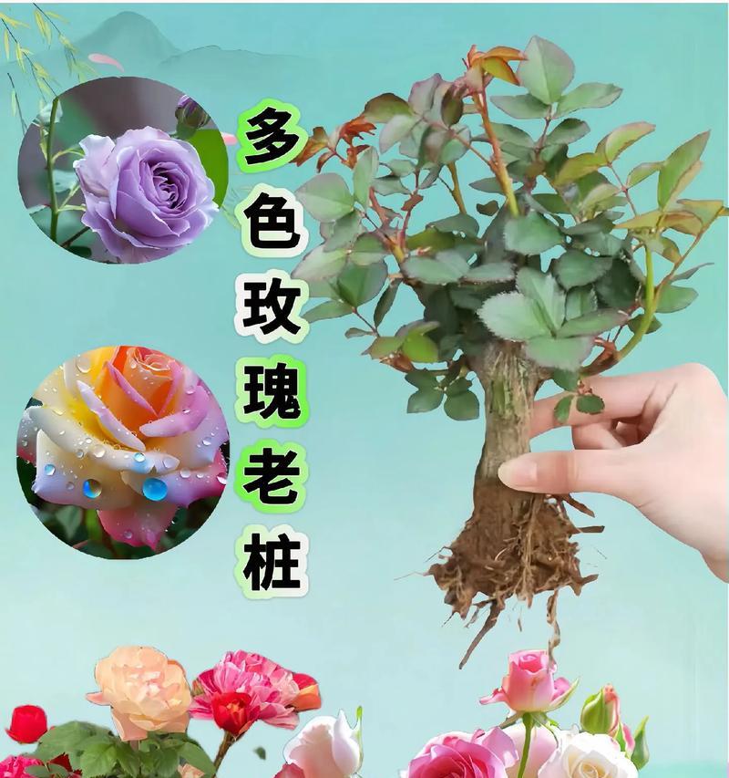 不同颜色玫瑰花的象征意义是什么？如何表达爱情的多样性？