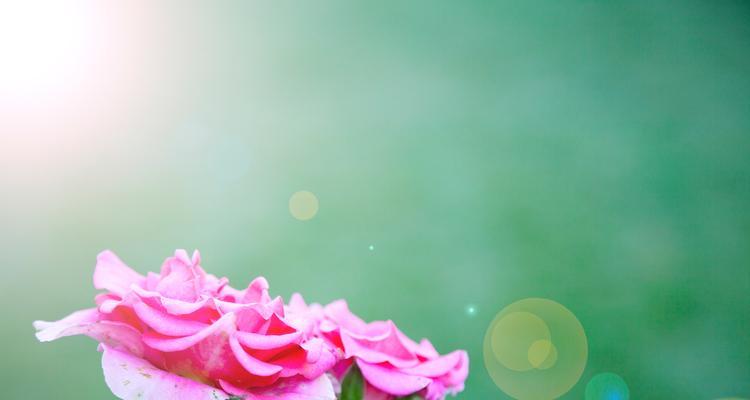 花和花语浪漫是什么？如何用花表达浪漫情感？
