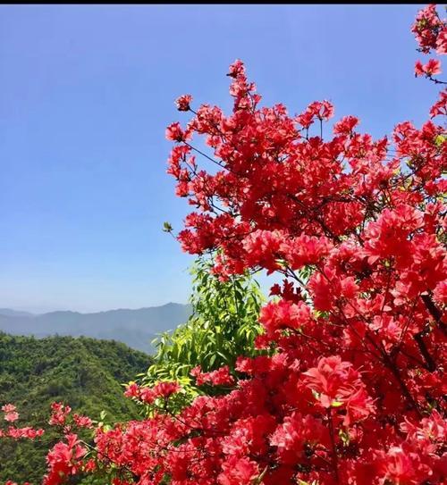 母亲节送杜鹃花的寓意是什么？杜鹃花代表什么？