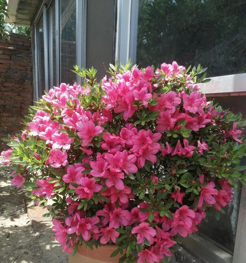 母亲节送杜鹃花的寓意是什么？杜鹃花代表什么？