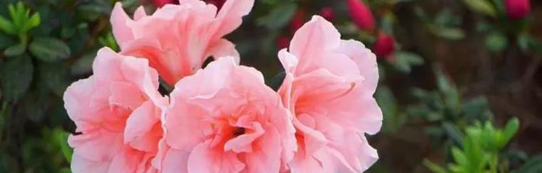 母亲节送杜鹃花的寓意是什么？杜鹃花代表什么？
