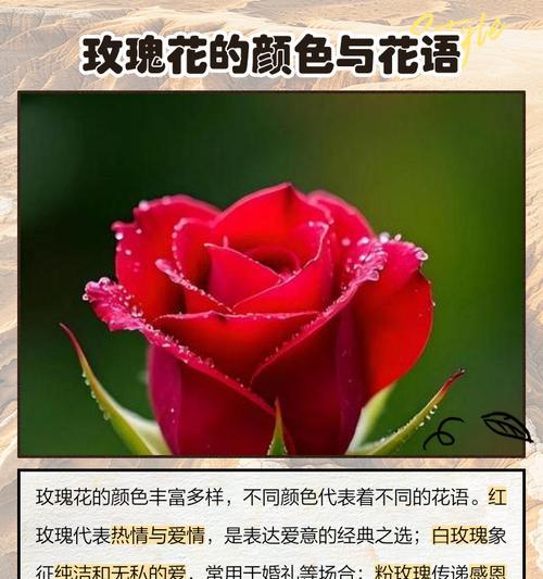 不同颜色玫瑰花的花语和含义是什么？