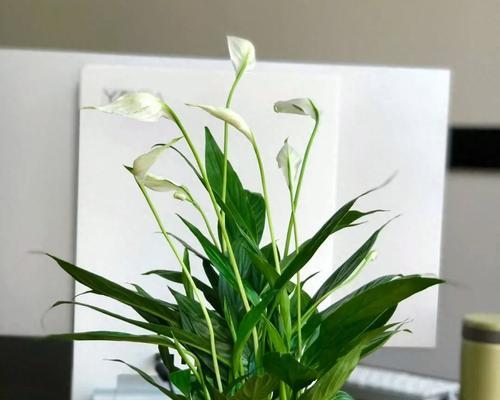 生活如意时应该选择哪种花表达？