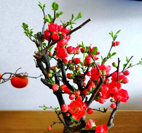 生活如意时应该选择哪种花表达？
