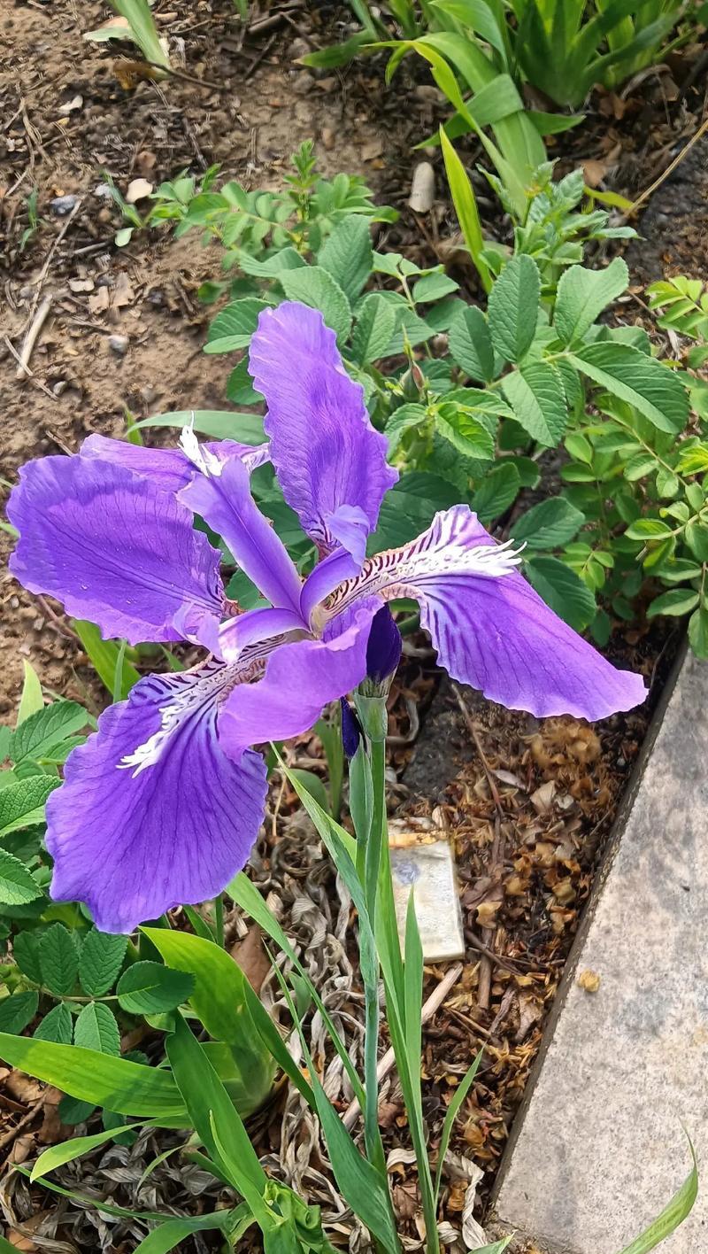 象征爱情的大花是什么花？有哪些花象征着爱情？