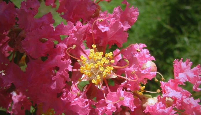 红色紫薇花的花语和寓意是什么？紫薇花代表什么？