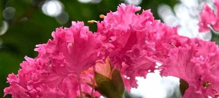 红色紫薇花的花语和寓意是什么？紫薇花代表什么？