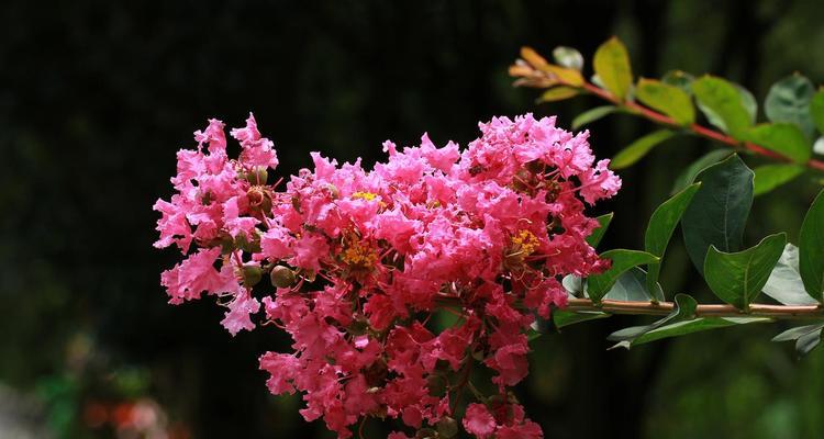 红色紫薇花的花语和寓意是什么？紫薇花代表什么？