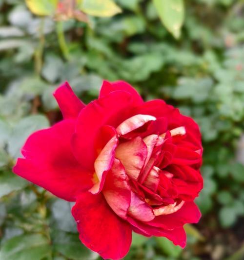 红色花象征着什么浪漫意义？红色花的浪漫寓意有哪些？
