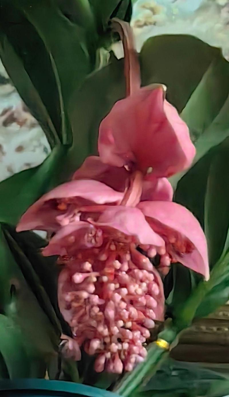 哪种花寓意着最幸福？