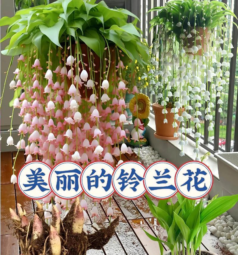 哪种花象征体育健康？它的花语和文化含义是什么？