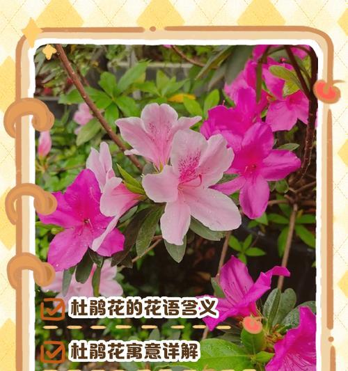 哪种花象征体育健康？它的花语和文化含义是什么？