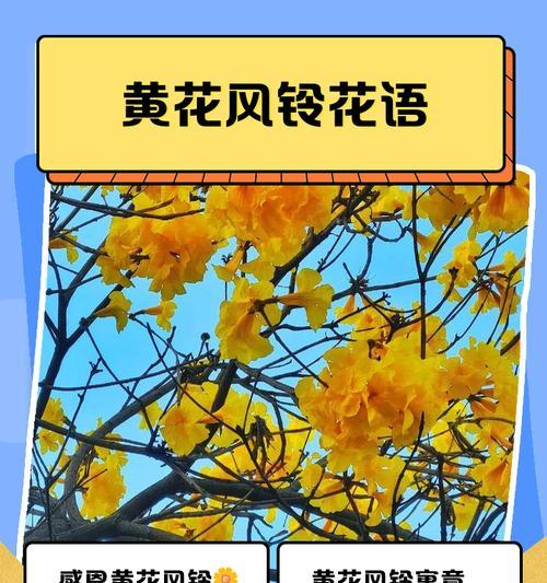 彩色风铃花的花语是什么？它们的寓意有何特别之处？