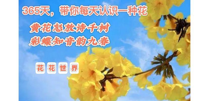 彩色风铃花的花语是什么？它们的寓意有何特别之处？