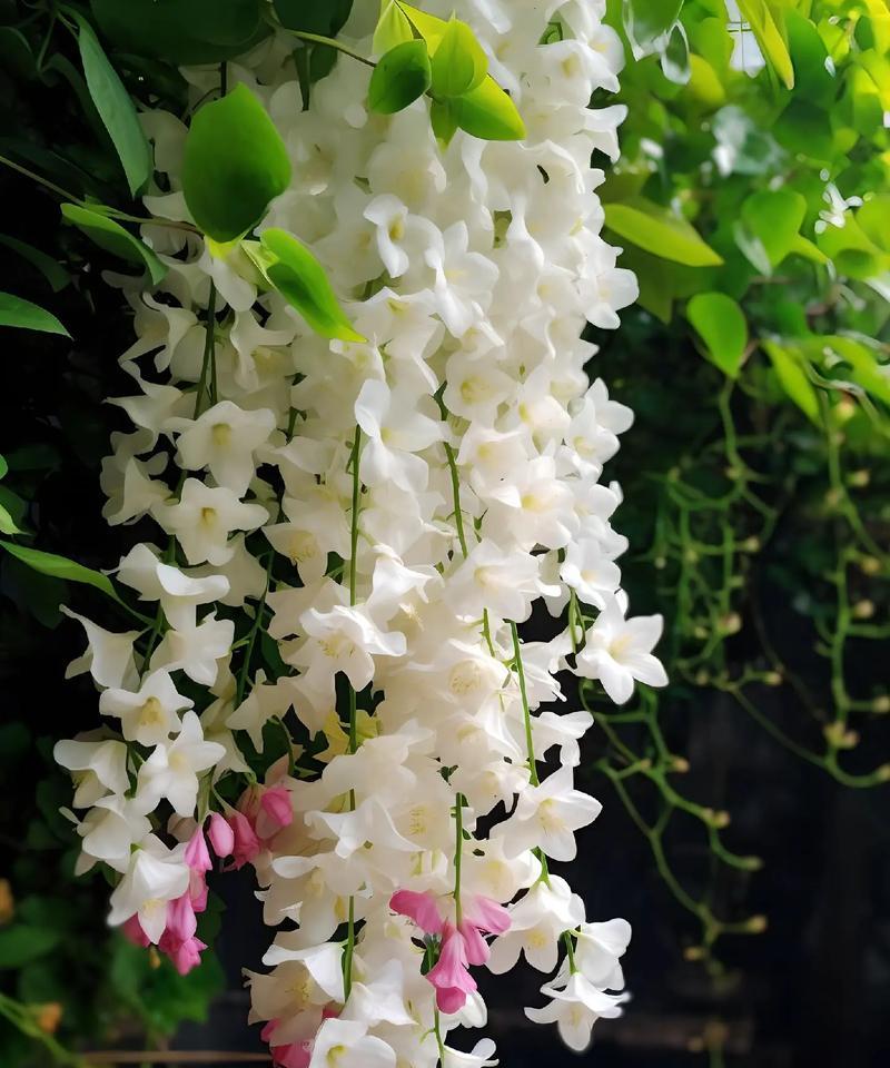 茉莉花的花色花语和寓意？如何解读茉莉花的深层含义？