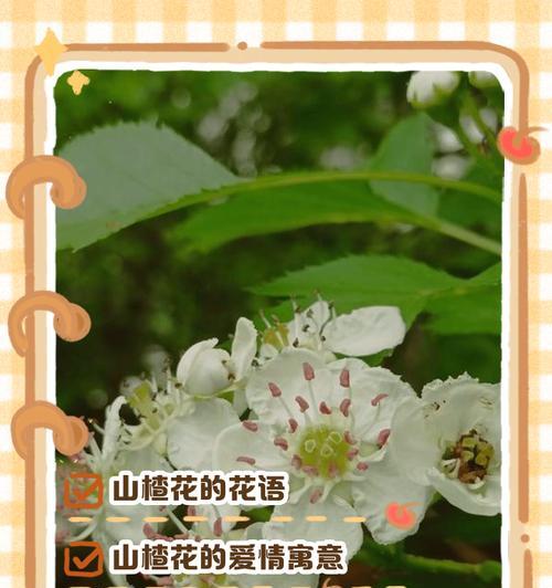 深绿色花的寓意有哪些？