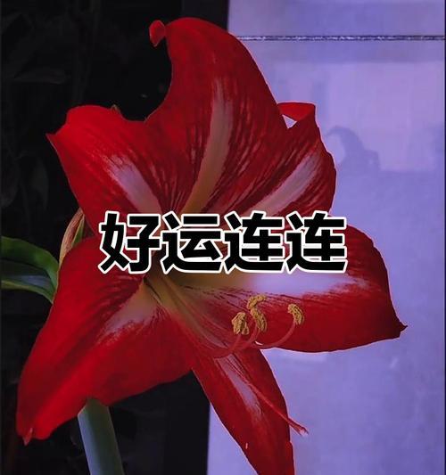 象征好运的红色花是什么？