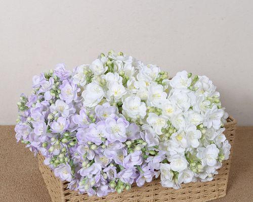 结婚手捧茉莉花代表什么？茉莉花在婚礼中的寓意是什么？