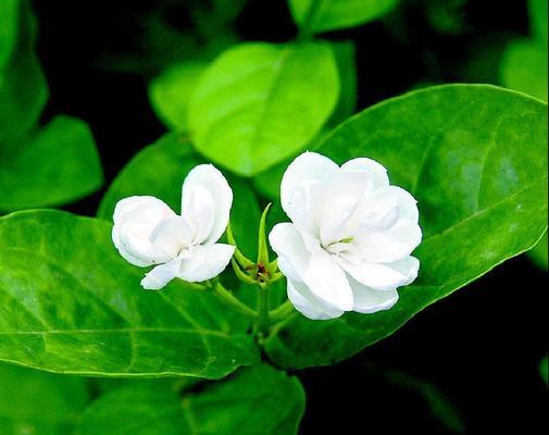 结婚手捧茉莉花代表什么？茉莉花在婚礼中的寓意是什么？