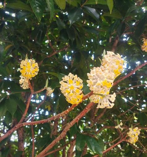 哪种花象征着无望的爱情？