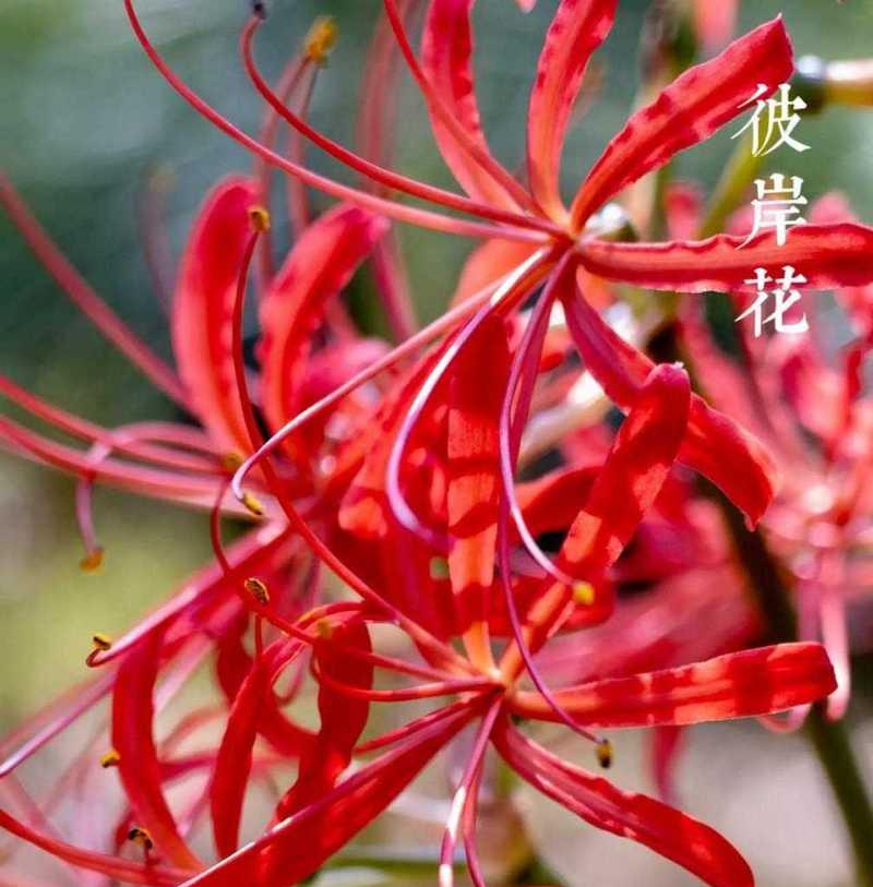 彼岸花不同颜色的含义是什么？颜色对彼岸花花语的影响？
