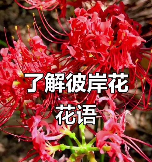 彼岸花不同颜色的含义是什么？颜色对彼岸花花语的影响？