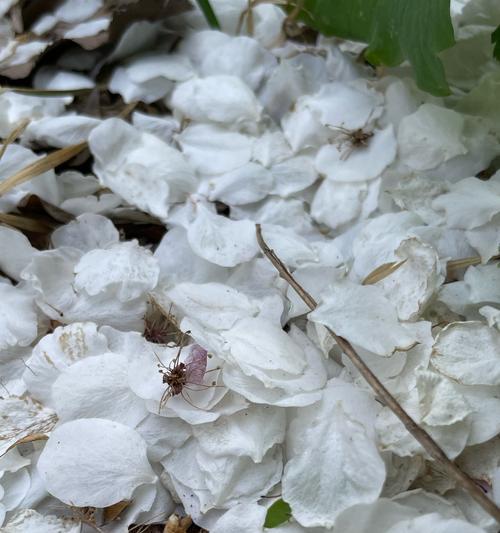 白色的花代表了什么含义？白色花的象征意义有哪些？