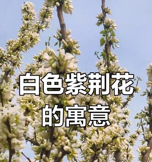 白色的花代表了什么含义？白色花的象征意义有哪些？