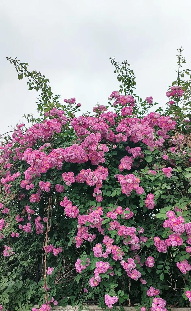 金色蔷薇花代表什么？它的花语有哪些？