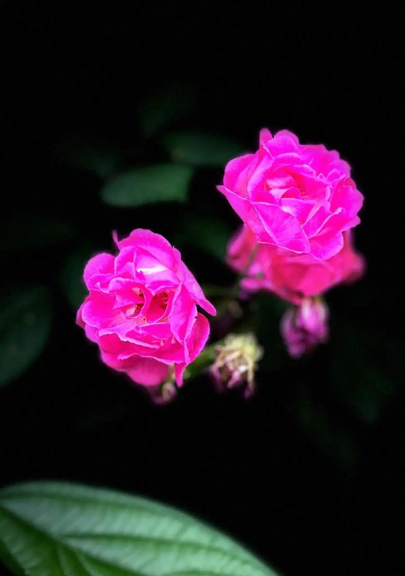 金色蔷薇花代表什么？它的花语有哪些？