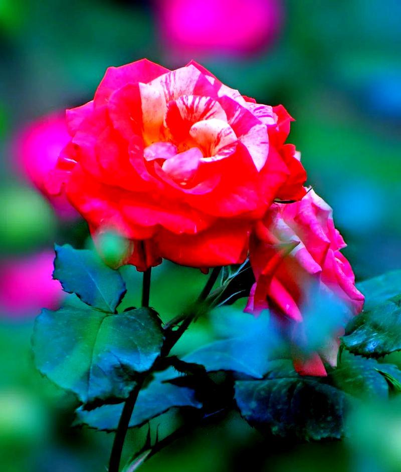 月季花每种颜色代表什么？如何解读？