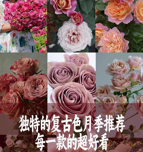 月季花每种颜色代表什么？如何解读？