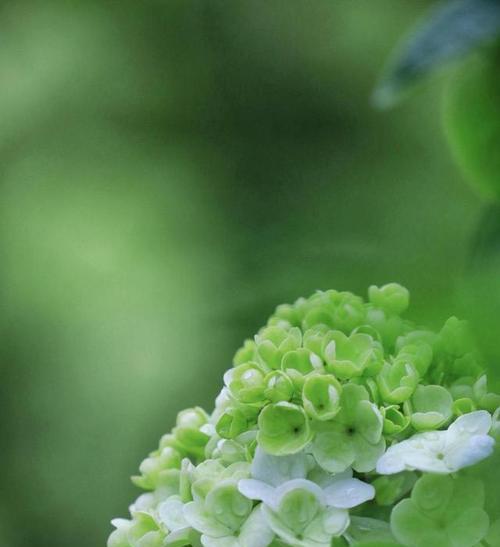 绿色花的寓意是什么？绿色花象征着什么意义？