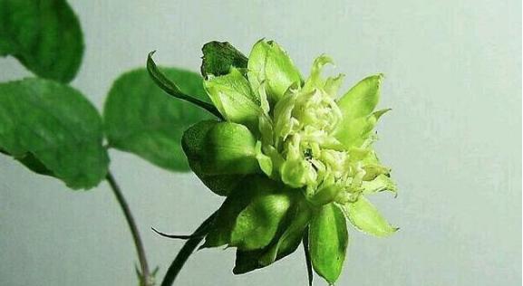绿色花的寓意是什么？绿色花象征着什么意义？