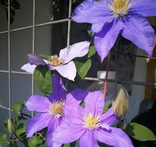 白色灯笼紫色花的含义是什么？紫色花的寓意有哪些？
