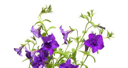 白色灯笼紫色花的含义是什么？紫色花的寓意有哪些？