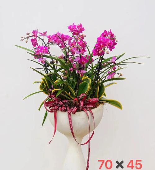 花语节操是什么意思？如何通过花语表达节操？