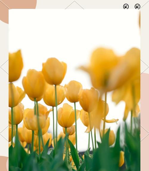 花的颜色各自代表什么意义？不同颜色花语的含义是什么？