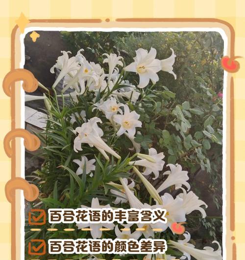 花的颜色各自代表什么意义？不同颜色花语的含义是什么？
