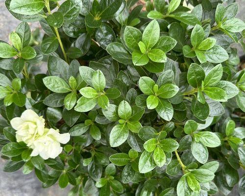 绿色的花代表什么？绿色的花的寓意是什么？
