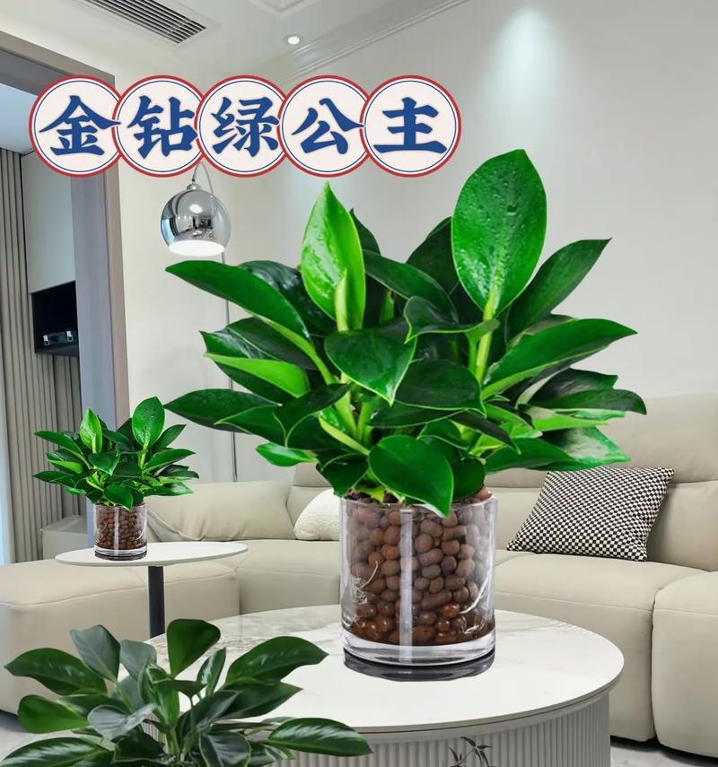 绿色的花代表什么？绿色的花的寓意是什么？